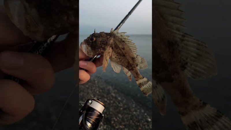 Почесал пузико #fishing #blacksea #rockfishing #скорпена #rockfish