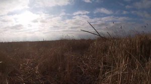 охота с гончими на шакала