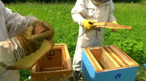 Пересадка роя из ловушки № 2. Пчеловодство.