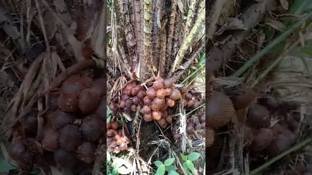 Salak Madu @ Snake fruit (Salacca zalacca)