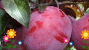 Слива домашняя Орловская Мечта. Краткий обзор, описание характеристик prunus Orlovskaya Mechta