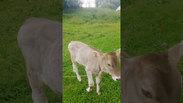 Племенные тёлочки привезенные с Костромы и домашний бычек помесь сычевский швиц смотреть онлайн
