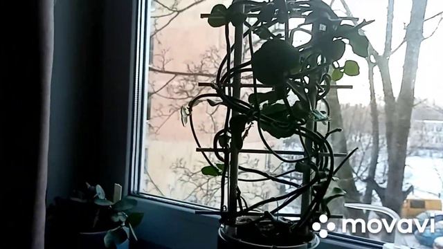 Цветы в спальне