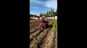 Помощь соседу в уборке картофеля.mp4
