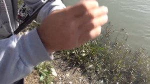 Рыбалка на куре. Мелкий.