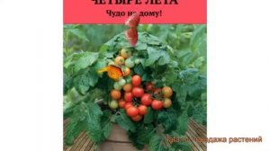 Томат обыкновенный Красная шапочка ? обзор: как сажать, семена томата Красная шапочка