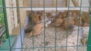 Лечение кокцидиоза у цыплят.