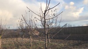 КАК ПРАВИЛЬНО  ОБРЕЗАТЬ ЯБЛОНЮ  ВЕСНОЙ 2019 обрезка яблони весной яблони 3 года