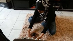 Goliath Birdeater Tarantula Handling