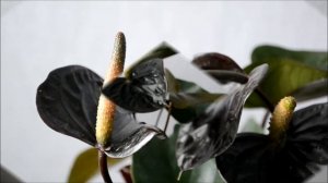 Anthurium Black Beauty