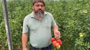 Помидор ОКС десерт