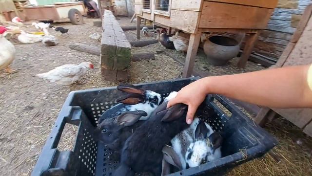 выселил всех крольчат! Наконец-то)) смотреть онлайн