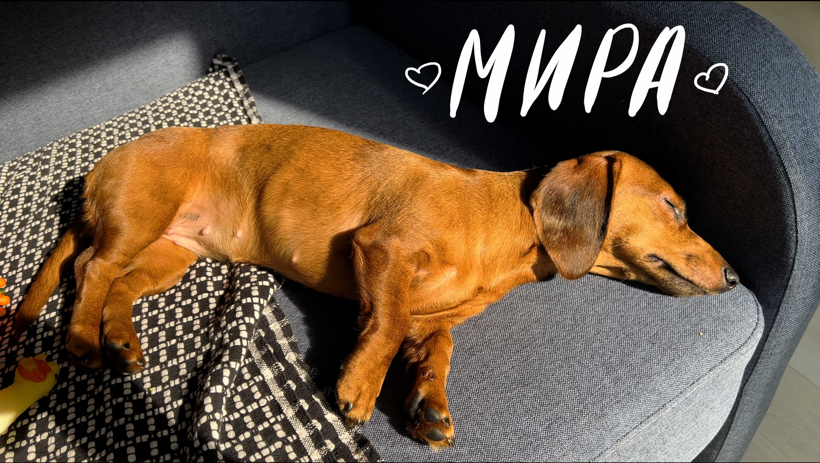 mini dachshund sunbathing / кроличья такса расплавилась на солнце / video iPhone 13 pro max