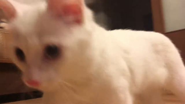 Загонял кошку лазерной указкой! смотреть онлайн