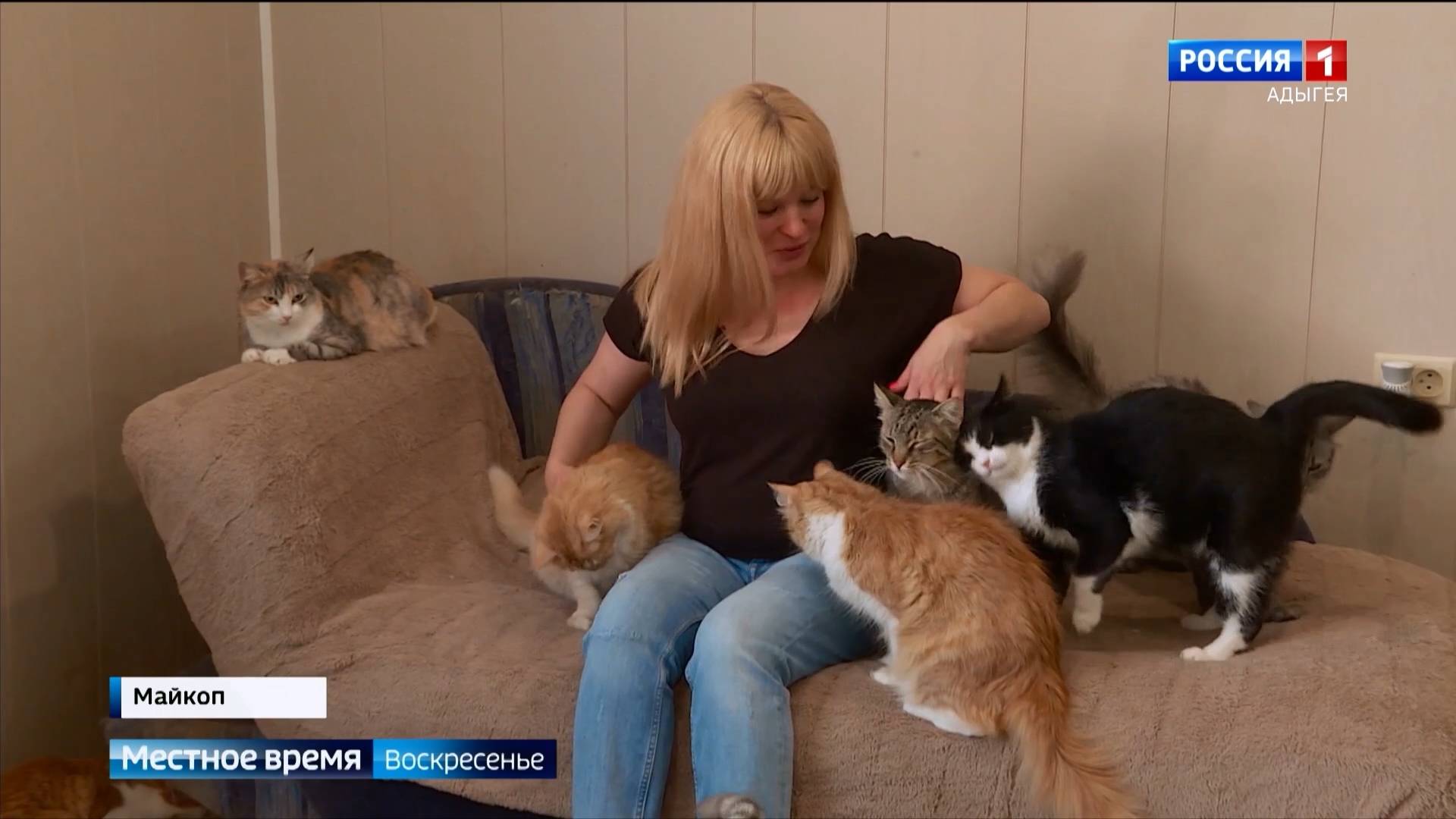 В Приюте для бездомных животных Майкопа сегодня живет больше 50 кошек