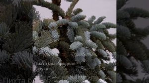 Пихта благородная Глаука