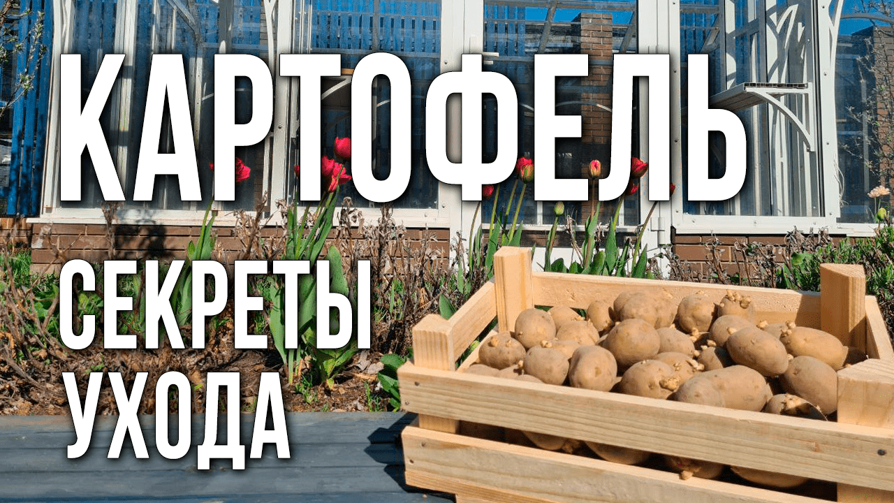 Выращивание картофеля. Как и когда посадить картофель. Уход за картофелем после посадки.
