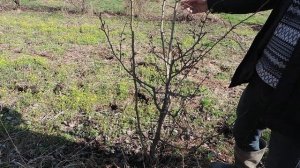 Как отличить дичок от культурного растения