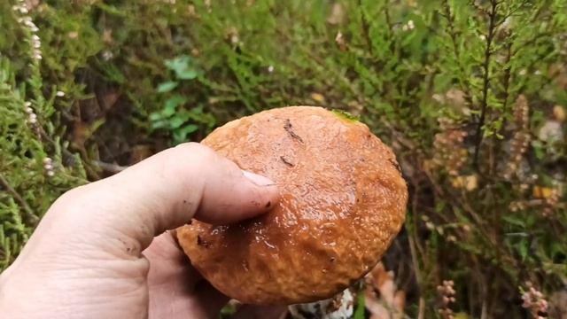 ШИКАРНЫЙ СБОР ГРИБОВ осенью в белорусском лесу! Самые грибные места Беларуси! Грибы Беларуси!
