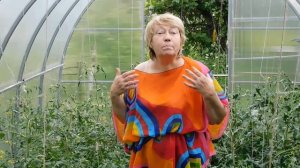 Желтые плечики у томатов. Эксперимент на Ваших глазах.