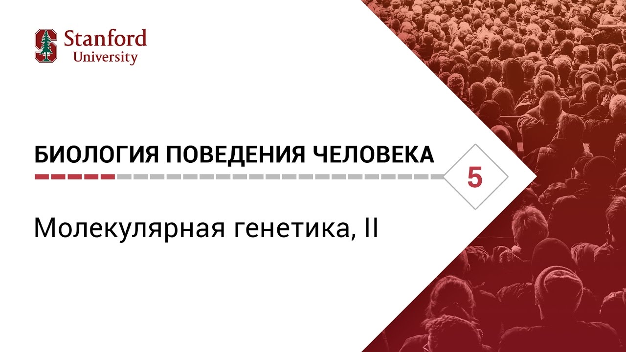 Биология поведения человека_ Лекция #5. Молекулярная генетика, II [Роберт Сапольcки, 2010. Стенфорд]