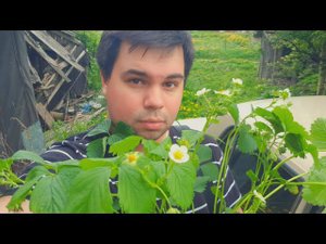 Как вырастить кабачки. Клубника Корона. Астры на рассаду.