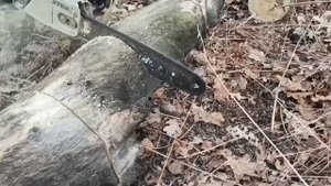 БЕНЗОПИЛА STIHL MS 290. ЗАГОТОВКА ДРОВ. CHAINSAW STIHL MS 290. FIREWOOD HARVESTING.