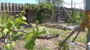 Как получить пасынковый урожай