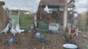 Голуби. Як побудована голубятня. Запуск птиці в нову голубятню. Красиві голуби.#голуби #голубятник