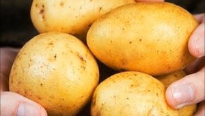 Картофель Адретта - эталон вкуса с 1975 г.! Раннеспелый, урожайный, устойчивый к болезням.