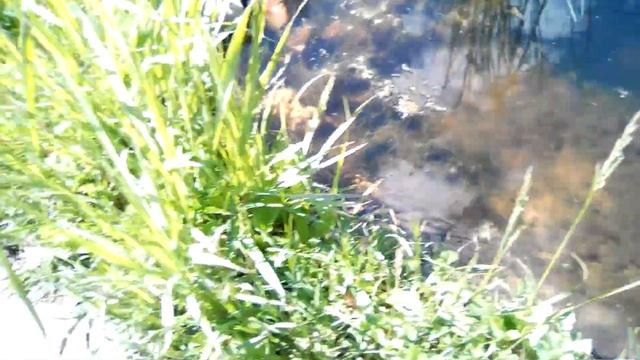 Пускаю карасей в декоративный бассейн смотреть онлайн