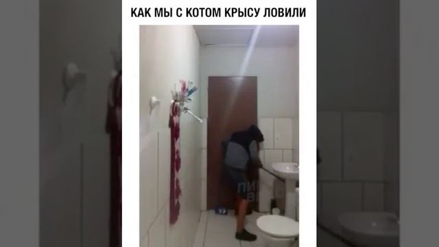 Что делать если завелись мыши,самое эффективное средство для борьбы с мышами