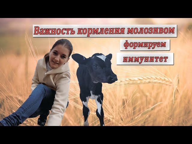 Здоровый теленок! Первые часы после рождения. Формируем иммунитет правильно.
