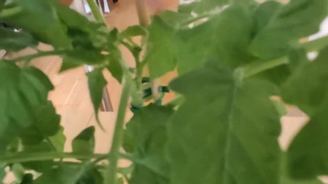 Томаты и перцы в моей квартире. Тестируем удобрение ZION. Часть 3 смотреть онлайн