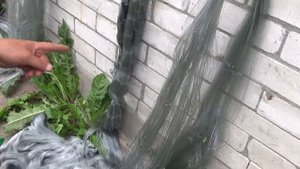 Вязание ряжёвой рыболовной сети, как изготовить короткие ряжевые сити или трёстенные сети рыболовны