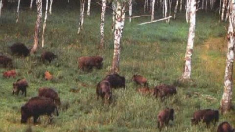 Дикие Животные