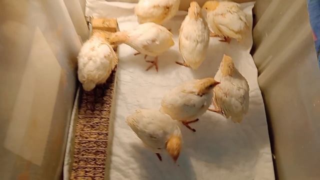 Сколько перепелятам? Когда в клетки? Ручной Петя...