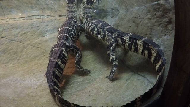 Пара неподвижных крокодилов. Аквариум. Алушта. Крым 2016. Россия. смотреть онлайн