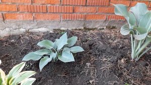 #hosta #хоста / Хосты Кросса Регал и Халцион. Вазообразная и куполообразная формы куртины листьев