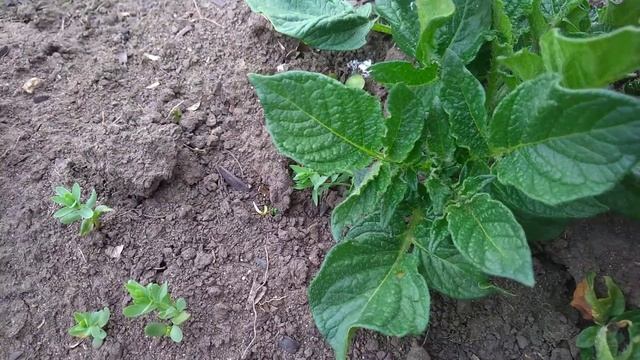 Отпугивает ли лён колорадского жука? смотреть онлайн