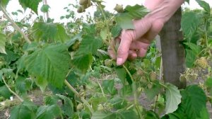 ???Лучшие сибирские сорта малины ???