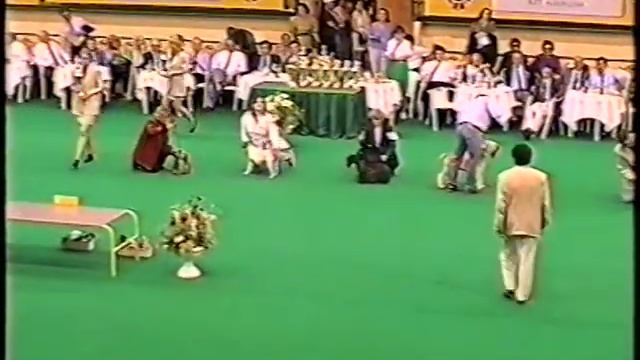 Выставки & натаска собак (прошлое) смотреть онлайн