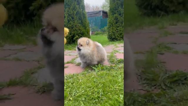 #померанскийшпиц #питомник #рек #шпицуля #шпицы #шпиц