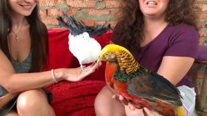 КТО УМНЕЕ, ФАЗАН ИЛИ ПАВЛИН? / Приручение и дрессировка птиц