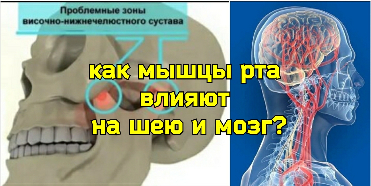 Укрепляя круговую мышцу рта, укрепляем шею и улучшаем питание мозга. 3 полезных упражнения