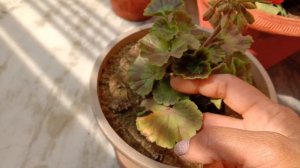 सर्दियों में सुंदर फूल देने वाला मेरा नया पौधा,Geranium Plant Care In Hindi,ऐसे पाएं ज्यादा फूल