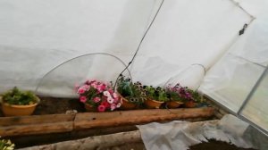 Минусинский черри.