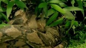 Анаконда душит обезьяну