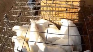 Куры несушки Порода хайлайн