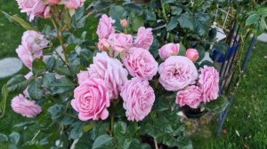 Коварная графиня роза #RosengräfinMarieHenriette #РозенгрефинМарияГенриеттас мая по октябрь 2022